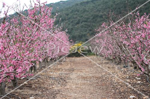 Tu Bishvat