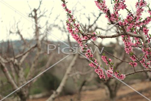 Tu Bishvat