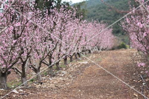 Tu Bishvat