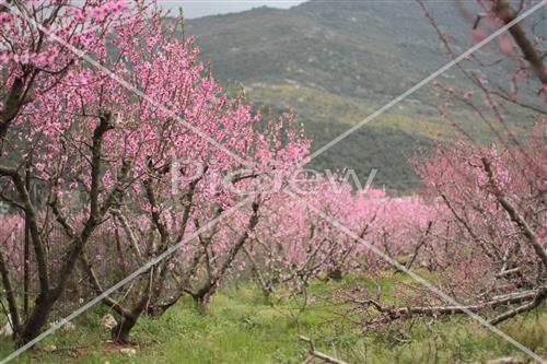 Tu Bishvat