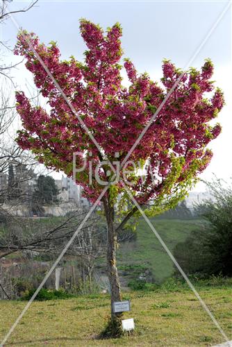 blooming cherry tree