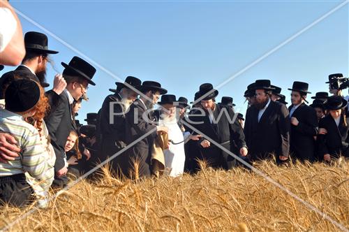 wheat field