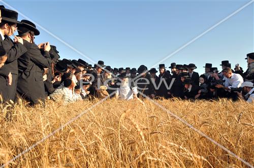 wheat field