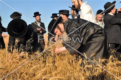 wheat field