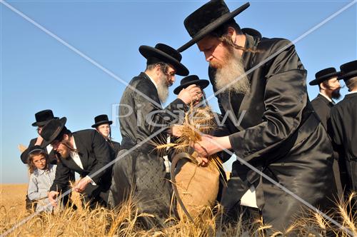 wheat field