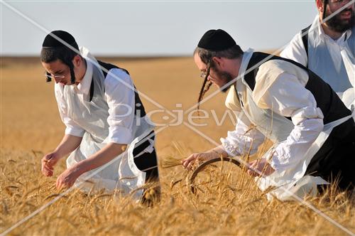 קציר חטים