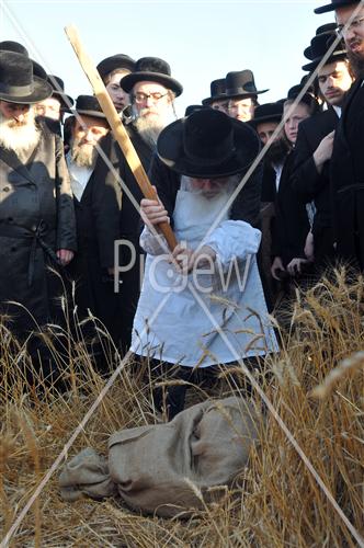 wheat field