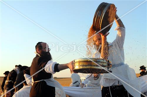 קציר חטים