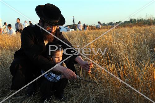 קציר חטים