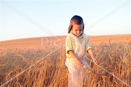 קציר חטים