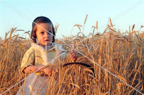 wheat field