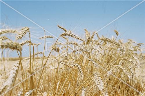 Harvest