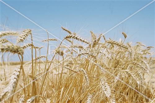 קציר חטים