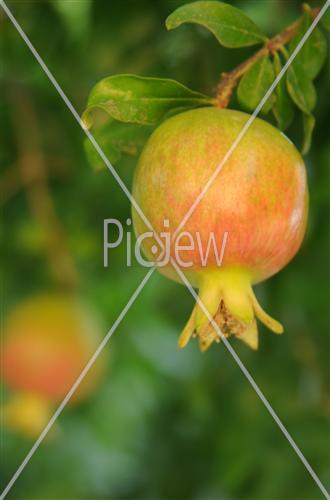 pomegranate on tree