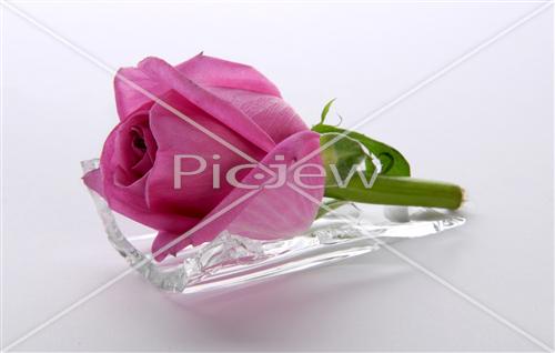 a rose on glass