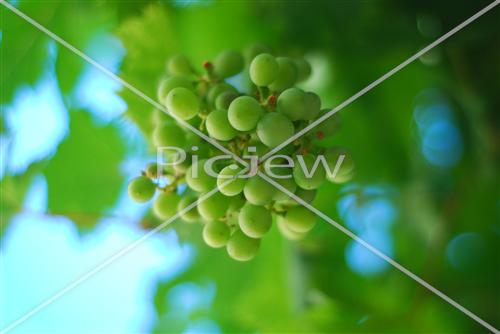 Grapes