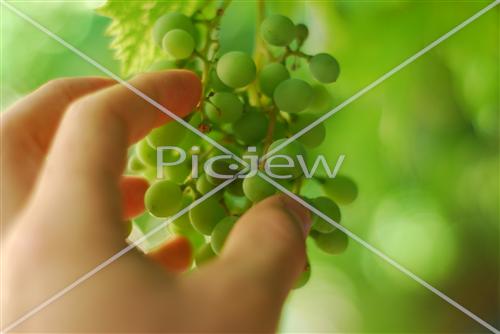 Grapes