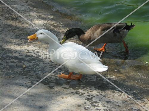 ducks