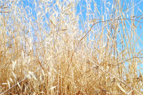 Wheat field