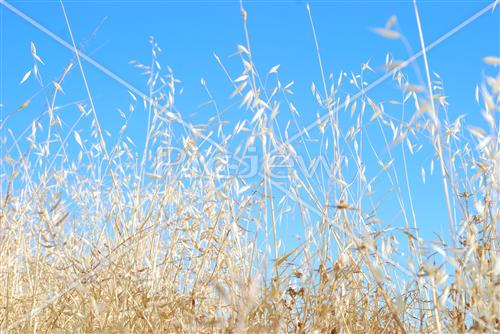 Wheat field