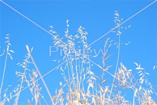 Wheat field