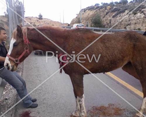 בכניסה לביתר- רכב שפגע בסוס שפרץ לכביש - הנהג ניצל בנס