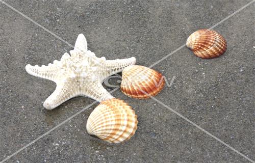 Starfish