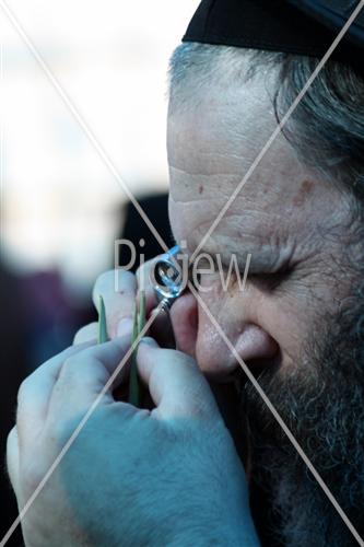 בדיקת אתרוג