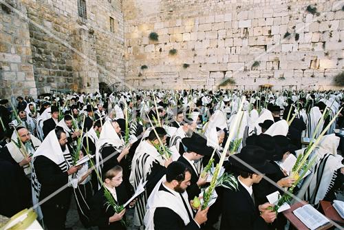 Gigantic Lulav and Etrog