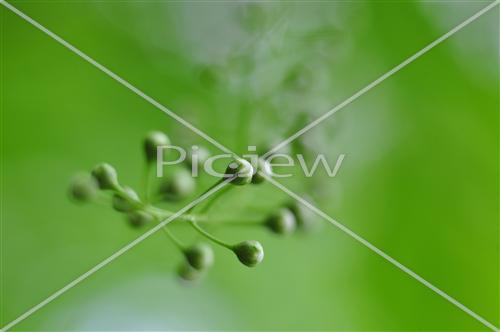 green plant