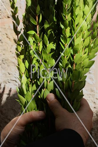 Sukkot