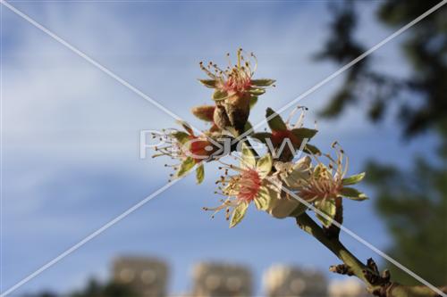 שקדיה