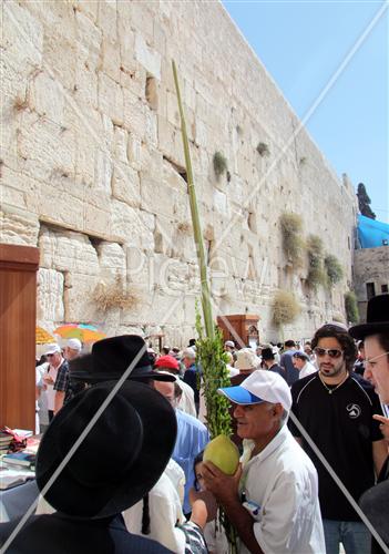 אתרוג ולולב גדולים