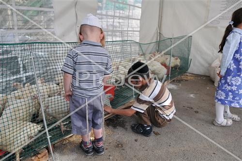 מנהג כפרות