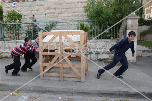 Collecting trees for Lag B'Omer