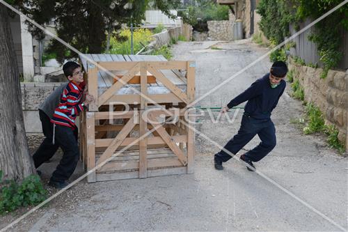 Collecting trees for Lag B'Omer