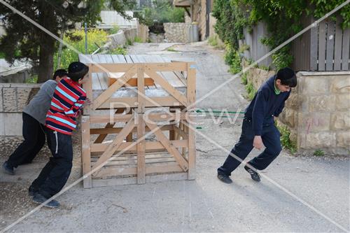 Collecting trees for Lag B'Omer