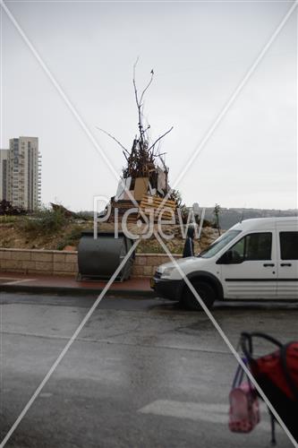 Collecting trees for Lag B'Omer