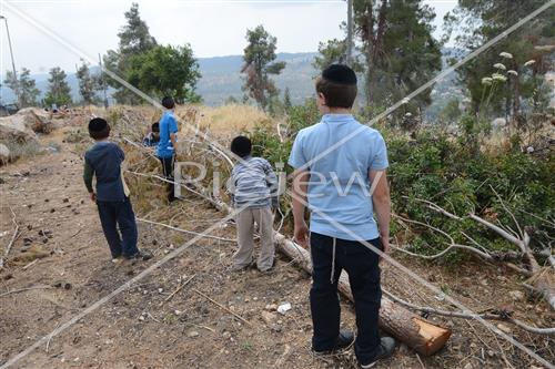 אסיפת עצים לל"ג בעומר