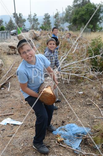 אסיפת עצים לל"ג בעומר