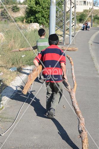 אסיפת עצים לל"ג בעומר