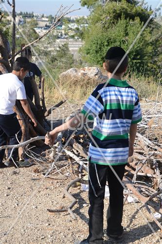 אסיפת עצים לל"ג בעומר