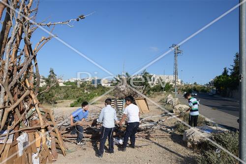 Collecting trees for Lag B'Omer