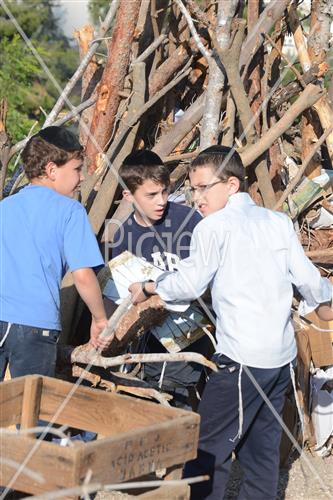 אסיפת עצים לל"ג בעומר