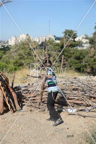 אסיפת עצים לל"ג בעומר