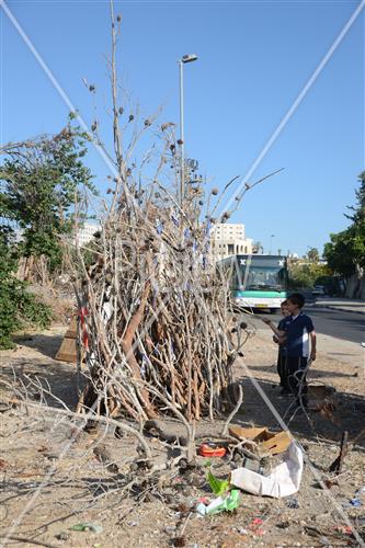 אסיפת עצים לל"ג בעומר