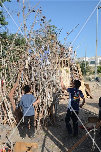 אסיפת עצים לל"ג בעומר