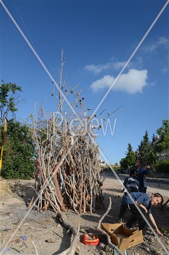 Collecting trees for Lag B'Omer