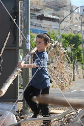 Collecting trees for Lag B'Omer