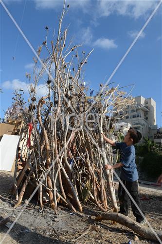 Collecting trees for Lag B'Omer